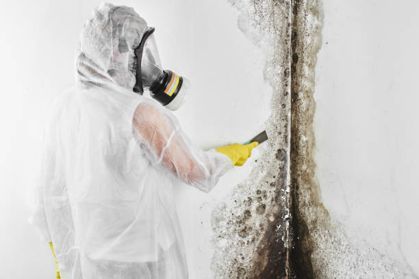 Best Mold Damage Repair  in Buckeye, AZ