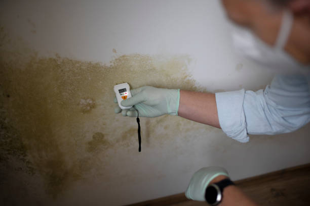 Best Attic Mold Removal  in Buckeye, AZ