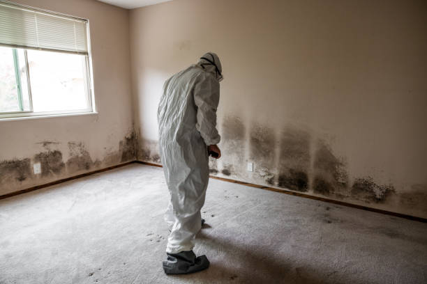 Best Mold Damage Repair  in Buckeye, AZ