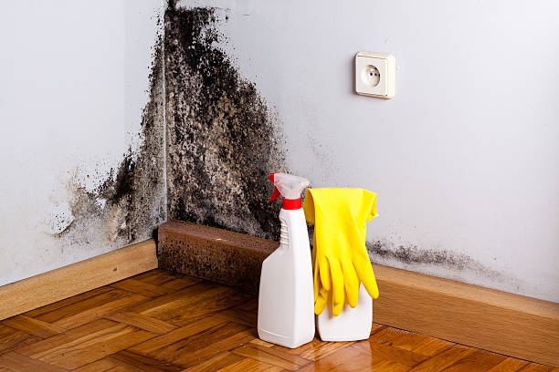 Best Attic Mold Removal  in Buckeye, AZ