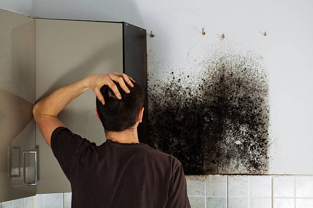 Mold Removal and Inspection in Buckeye, AZ